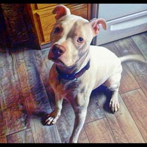 Meet your Posher, Liam